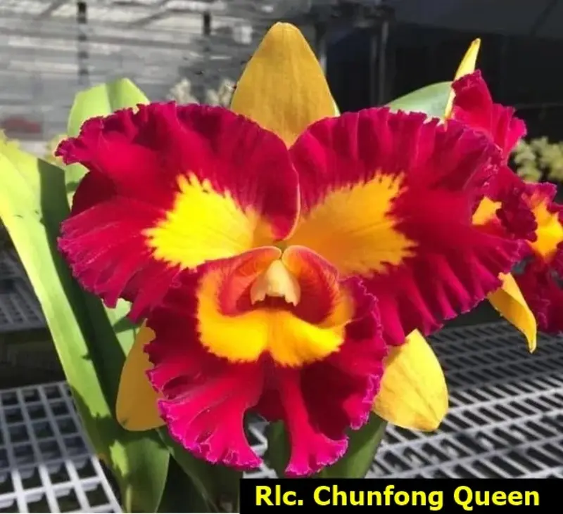 Cattleya Chunfong Queen Seedling - Image 3