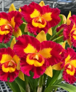 Cattleya Chunfong Queen Seedling