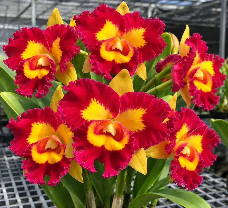 Cattleya Chunfong Queen Seedling