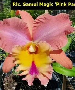 Alternative view of Cattleya Samui Magic 'Pink Pastel' Seedling