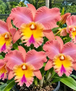 Cattleya Samui Magic 'Pink Pastel' Seedling