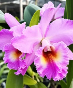 Cattleya Fluffy Pink Seedling - Image 3