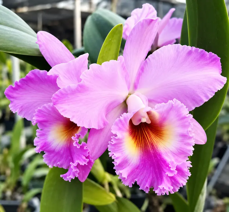 Cattleya Fluffy Pink Seedling - Image 3