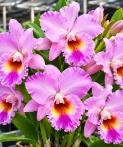Cattleya Fluffy Pink Seedling