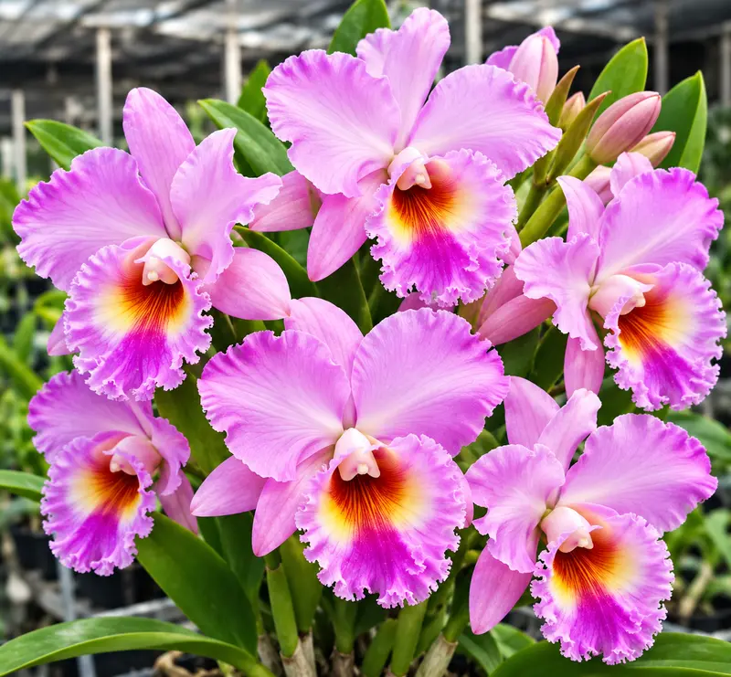 Cattleya Fluffy Pink Seedling