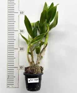 Ready to Flower Size Dendrobium Red Dragon 769 - Image 3