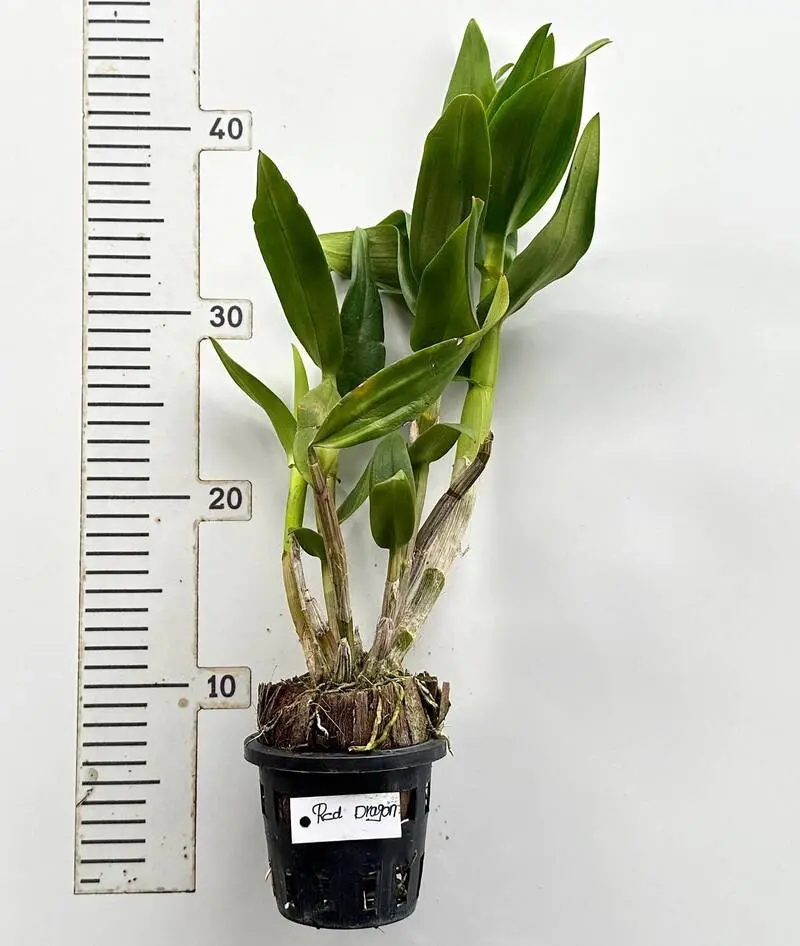 Ready to Flower Size Dendrobium Red Dragon 769 - Image 3