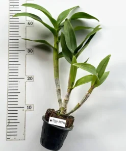 Ready to Flower Size Dendrobium Mary Poppins - Image 3