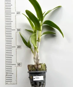 Ready to Flower Size Dendrobium White - Image 3