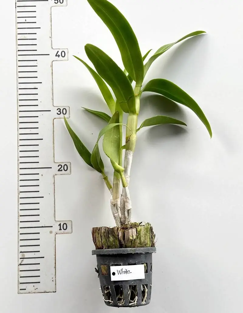 Ready to Flower Size Dendrobium White - Image 3