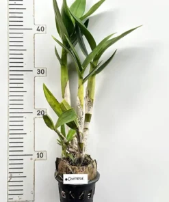 Ready to Flower Size Dendrobium Diamond - Image 3
