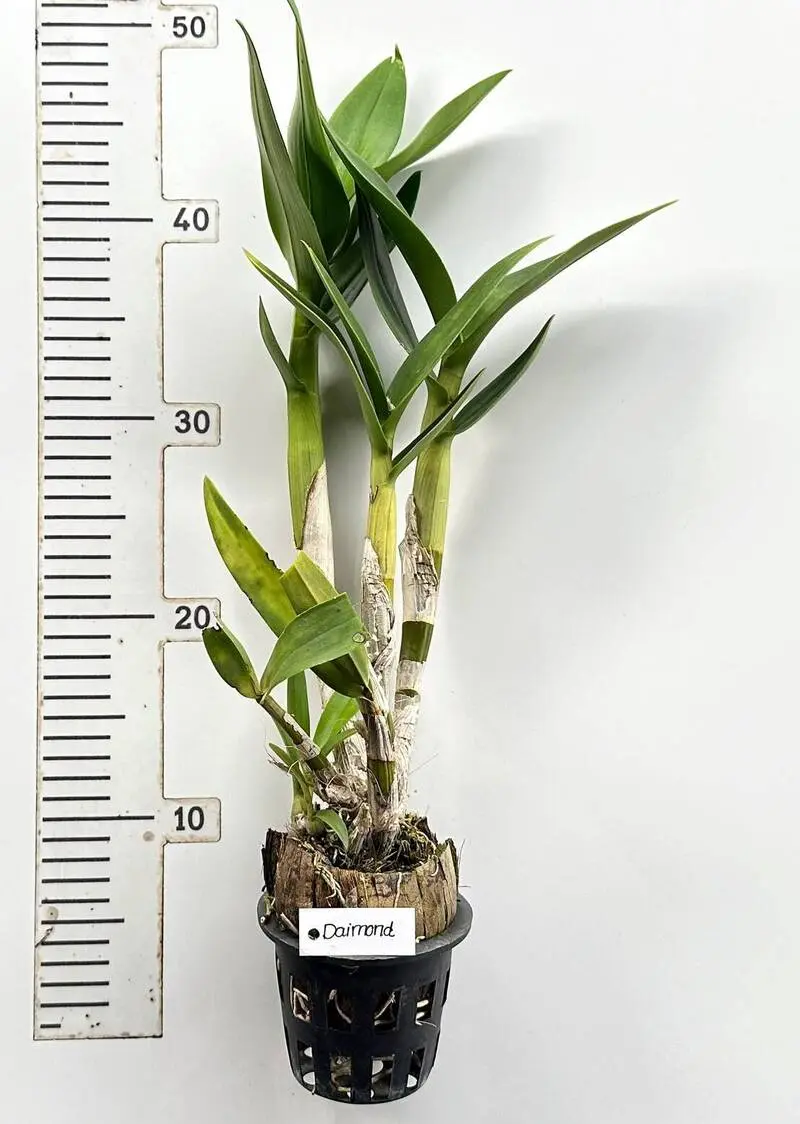 Ready to Flower Size Dendrobium Diamond - Image 3