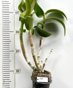Ready to Flower Size Dendrobium Sun - Image 3