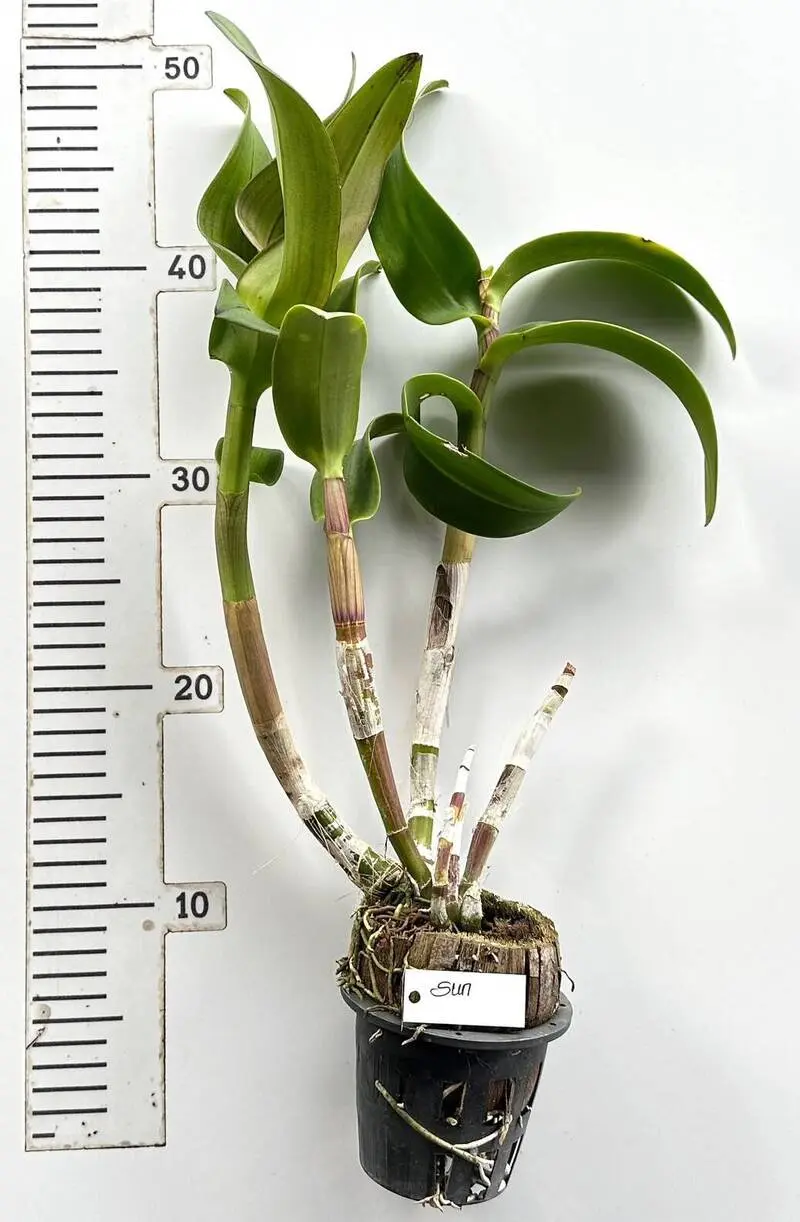 Ready to Flower Size Dendrobium Sun - Image 3