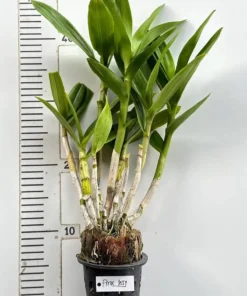 Ready to Flower Size Dendrobium Pink Jelly - Image 3