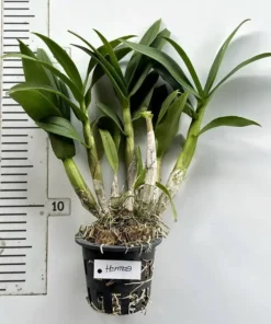 Ready to Flower Size Dendrobium Hermes - Image 3