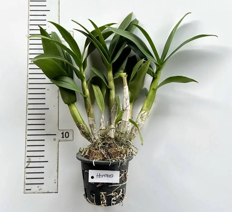 Ready to Flower Size Dendrobium Hermes - Image 3