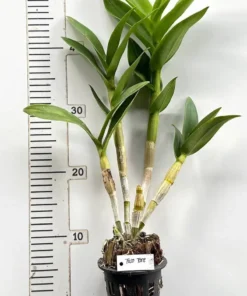Ready to Flower Size Dendrobium TwoTone - Image 3