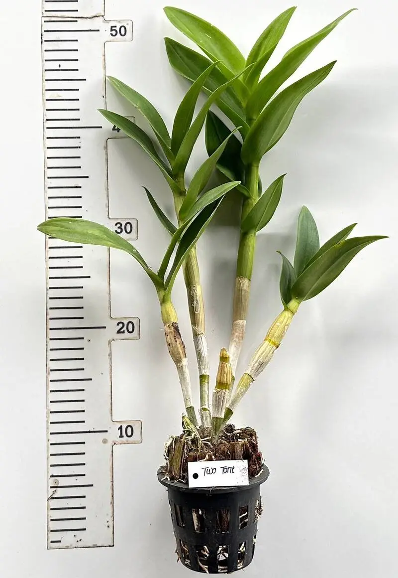 Ready to Flower Size Dendrobium TwoTone - Image 3