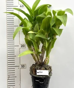 Ready to Flower Size Dendrobium Alien - Image 3