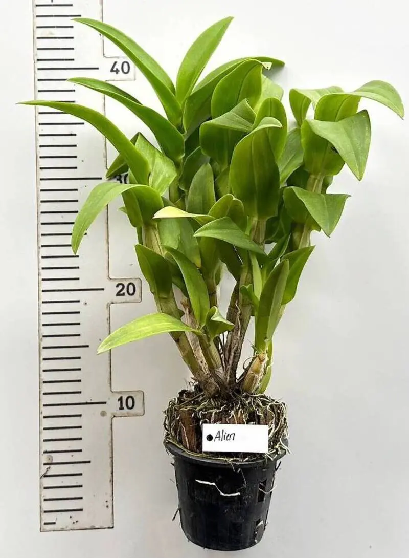 Ready to Flower Size Dendrobium Alien - Image 3