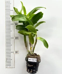 Ready to Flower Size Dendrobium Aree Dang Green - Image 3