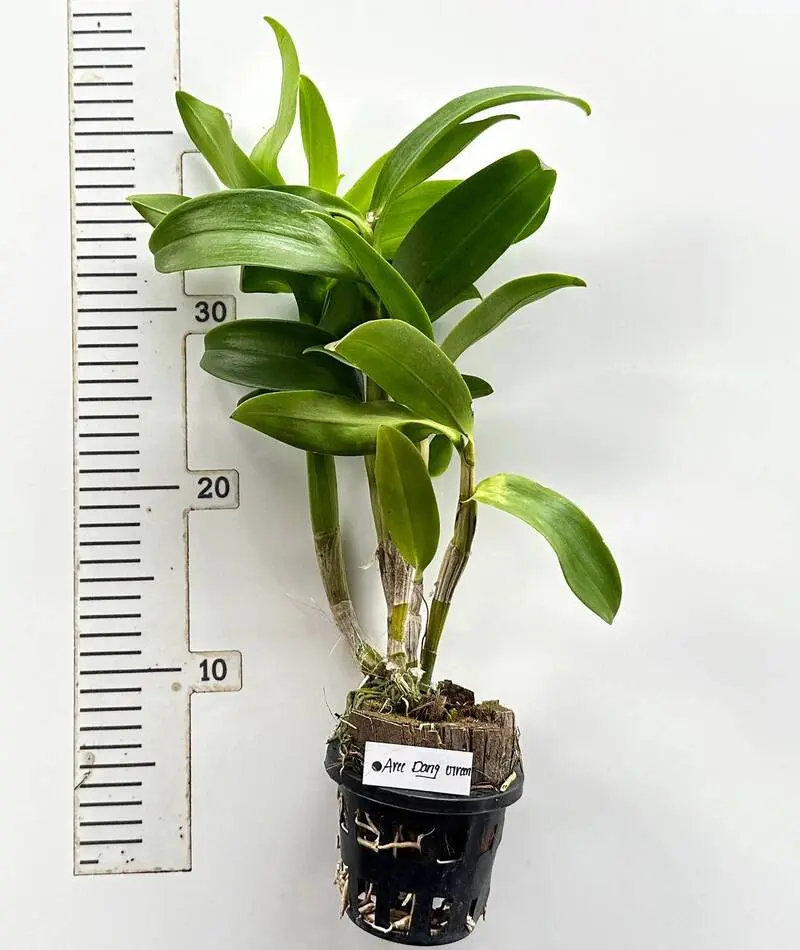 Ready to Flower Size Dendrobium Aree Dang Green - Image 3