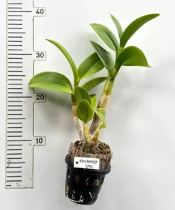Ready to Flower Size Dendrobium Everlasting love - Image 3
