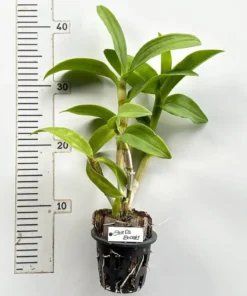 Ready to Flower Size Dendrobium SakDa Beauty - Image 3