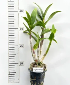 Ready to Flower Size Dendrobium Brazilian Red (F40) - Image 3