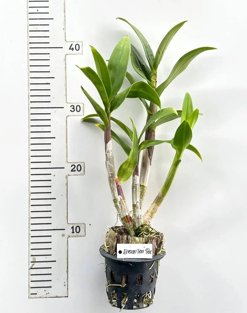Ready to Flower Size Dendrobium Brazilian Red (F40) - Image 3