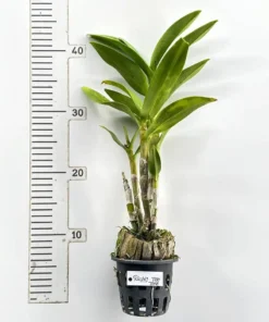 Ready to Flower Size Dendrobium Richly Two Tone - Image 3