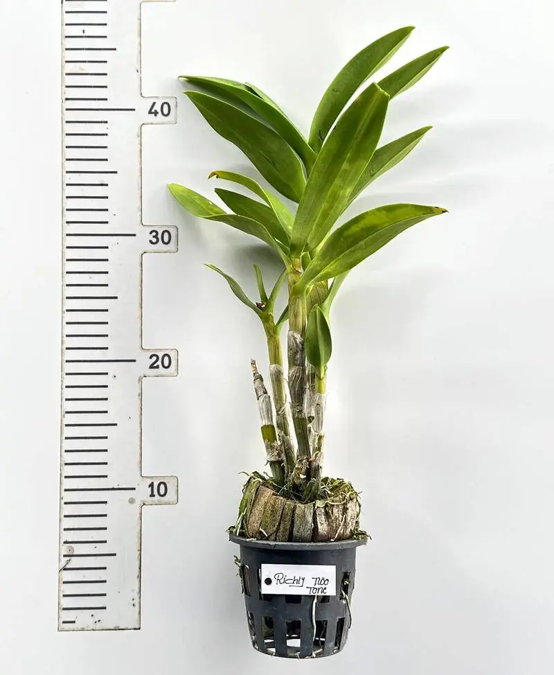 Ready to Flower Size Dendrobium Richly Two Tone - Image 3