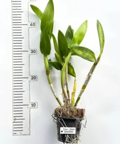 Ready to Flower Size Dendrobium Dark Sonia Earsakul - Image 3