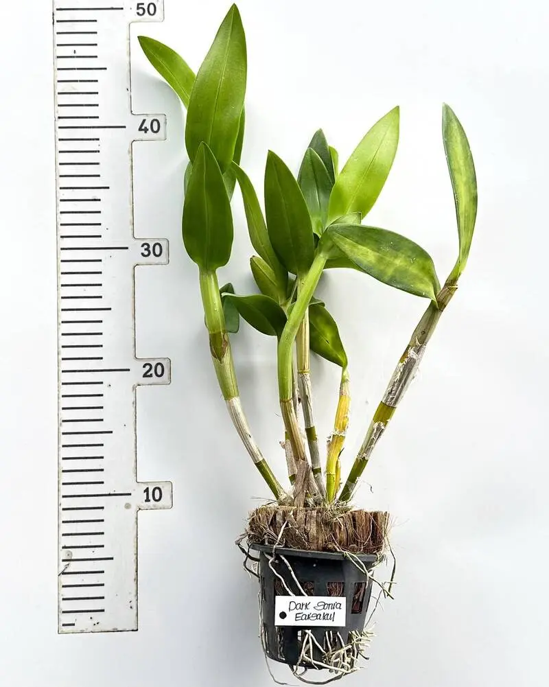 Ready to Flower Size Dendrobium Dark Sonia Earsakul - Image 3