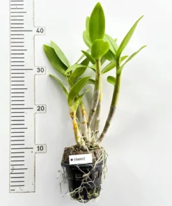 Ready to Flower Size Dendrobium Hawaill - Image 3