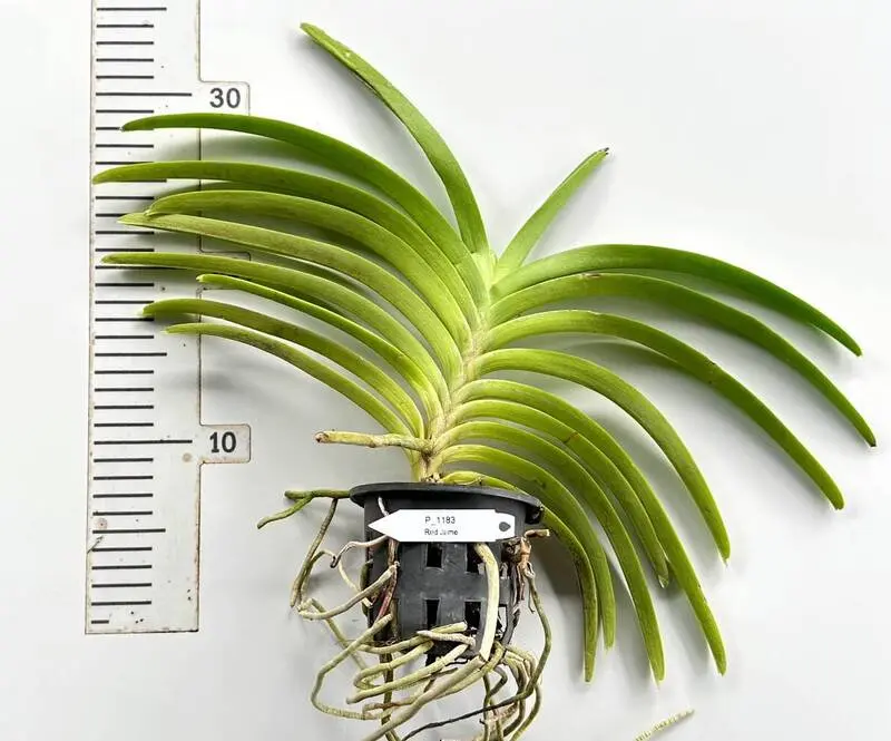 Vanda Red Jame - Image 3