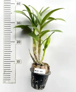 Ready to Flower Size Dendrobium Yaya 1251 - Image 3