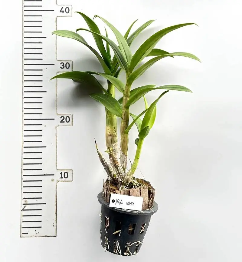 Ready to Flower Size Dendrobium Yaya 1251 - Image 3
