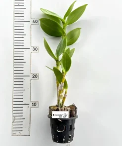 Ready to Flower Size Dendrobium Ceasar Red Big Lip - Image 3
