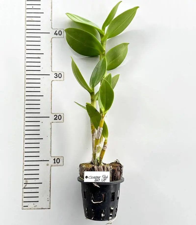 Ready to Flower Size Dendrobium Ceasar Red Big Lip - Image 3