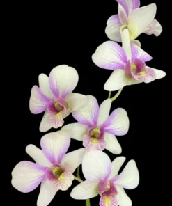 Alternative view of Ready to Flower Size Dendrobium Alang Karn
