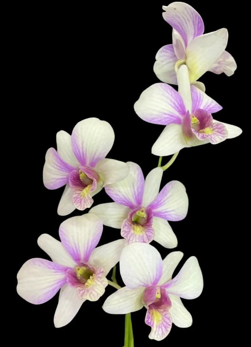 Ready to Flower Size Dendrobium Alang Karn - Image 2