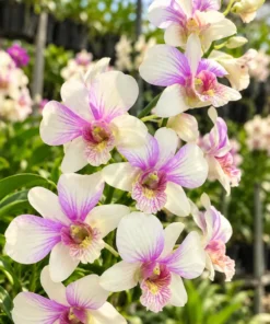 Ready to Flower Size Dendrobium Alang Karn