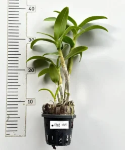 Ready to Flower Size Dendrobium Alang Karn - Image 3