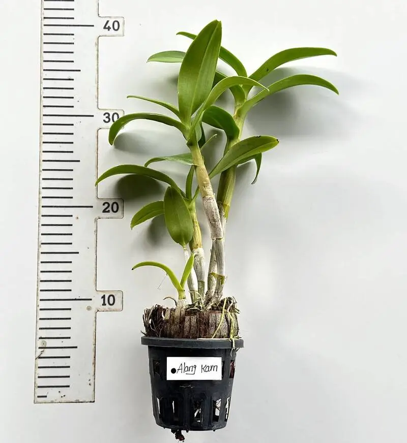 Ready to Flower Size Dendrobium Alang Karn - Image 3