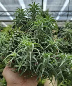 Tillandsia Ionantha Var Vanhyningii - Image 3