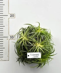 Alternative view of Tillandsia Ionantha Var Vanhyningii