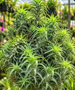 Tillandsia Ionantha Var Vanhyningii