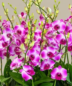 Alternative view of Ready to Flower Size Dendrobium Tanida Pink
